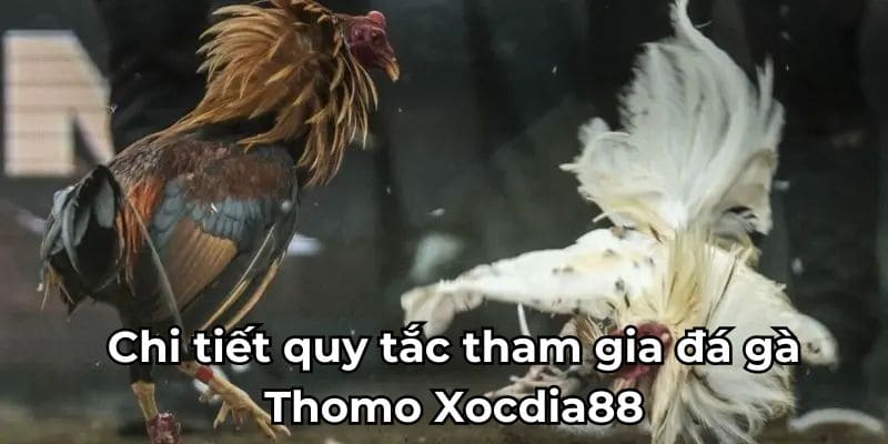 Quy tắc tham gia đá gà thomo