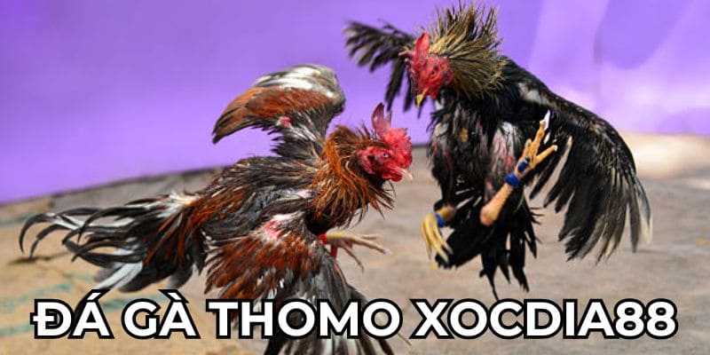 Giới thiệu đá gà thomo xocdia88