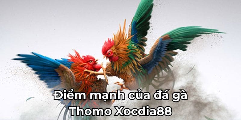 Điểm mạnh của đá gà thomo