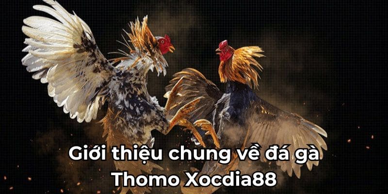 Giới thiệu đá gà thomo